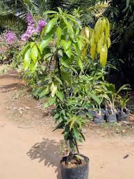 Mango Plants Manufacturer Supplier Wholesale Exporter Importer Buyer Trader Retailer in Trivandrum Kerala India